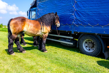 Fototapeta na wymiar Beautiful bloodstock horse is hooked up to the truck with harness, reins