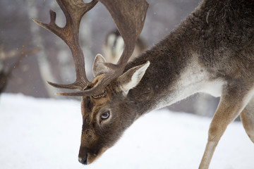 Deer in wintertime
