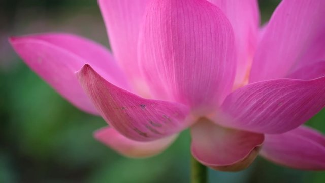 Fresh pink lotus flower. Close focus of a beautiful pink lotus flower with copy space for text or advertising. The background is the pink lotus flowers and yellow lotus bud in a pond