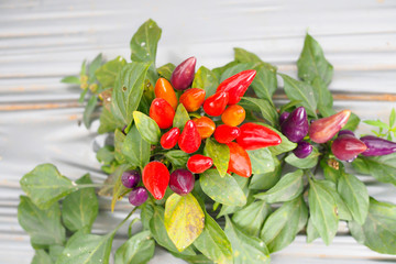 Spicy chili colorful planting on tree in the garden