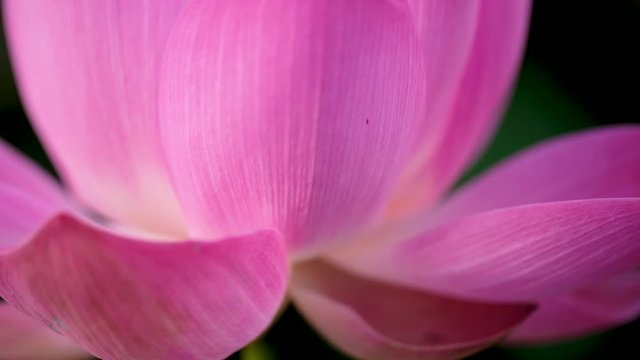 Fresh pink lotus flower. Royalty high-quality free stock footage of a beautiful pink lotus flower. The background is the pink lotus flowers and yellow lotus bud in a pond. Peace scene in a countryside