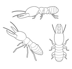 Insect Set Termite Cartoon Vector Coloring Book