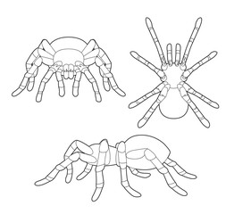 Insect Set Tarantula Cartoon Vector Coloring Book