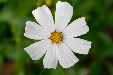 Fototapeta premium White flower