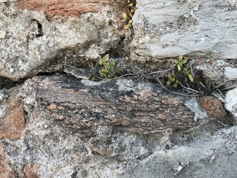 Plante et racine dans les interstices entres les vieilles pierres du mur