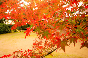 聴竹居の周りの紅葉