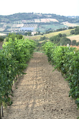 Fototapeta na wymiar vineyard,countryside,agriculture,landscape,wine,field,panorama,view,hill,rural,summer