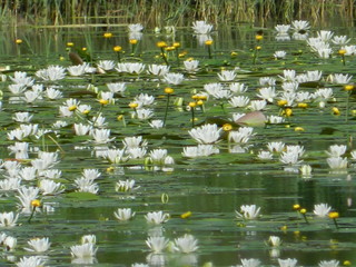 Lilie wodne © Monika