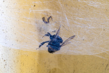 A bumblebee trapped in a spider network.