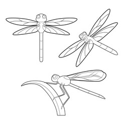 Insect Set Cute Dragonfly Cartoon Vector Coloring Book