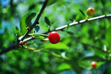 Red ripe cherry berries on branch with green leaves, blurry green-blue background