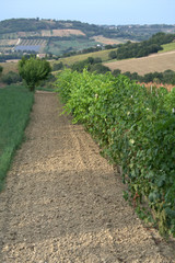 Fototapeta na wymiar vineyard,italy,summer,field,landscape,hill,panorama,agriculture,wine,rural,view,countryside,grape
