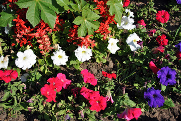 Colorful petunia grandiflora and red salvia flower blooming glade, top view flower bed