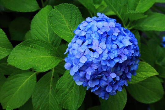 Fototapeta Hydrangea wet in the rain