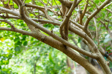 Fototapeta na wymiar Branches of mulberry tree in garden. 
