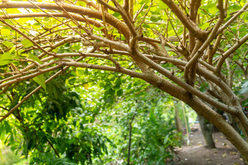 Branches of mulberry tree in garden.
