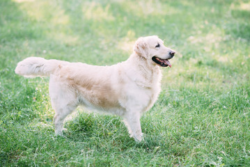 A friendly dog retriver spends an active time on the nature in the middle of the forest