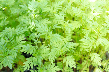 Marigold flower seedling green background and texture