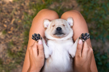 young cute small labrador retriever dog puppy with beautiful paws lies on persons legs getting...