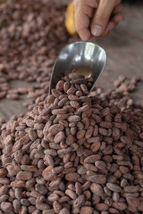 Selection of completed cocoa seeds must be dried before into sacks