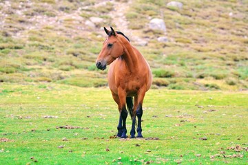 Wild horse on the mountain of Corsica