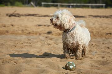 White havanese dog playing with ball on the beach - 217410544