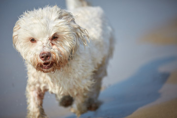 White havanese dog running on the beach