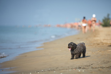 Havanese dog waiting for friend on the beach in Bibione, Italy