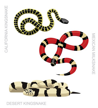 Snake Kingsnake Set Cartoon Vector Illustration
