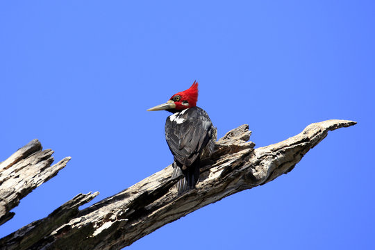 Crimson-crested Woodpecker (Campephilus melanoleucos) on a Branch. Pantanal, Brazil