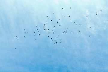 Many birds fly between the blue sky.