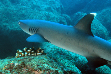 Whitetip Reef Shark (Triaenodon obesus) Swimming over Reef. Coiba, Panama