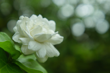 Jasmine flowers thai in the garden green nature bokeh in light on the day
