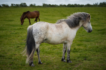 Fototapeta na wymiar Icelandic Horses in summer ,Iceland.