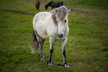 Fototapeta premium Icelandic Horses in summer ,Iceland.
