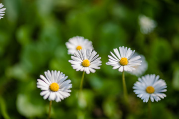 Fototapeta premium Flowering of daisies. Gardening concept. Close Up. Soft focus. Top view. Place for text.