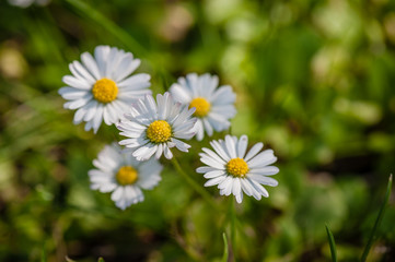 White flowers, daisy, daisies flowers and green grass growing up in the garden background, Top view field spring flowers. Close Up. Soft focus. Top view.