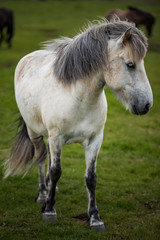 Obraz premium Icelandic Horses in summer ,Iceland.