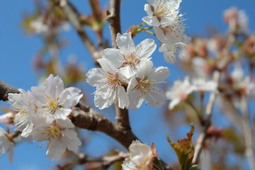 サクランボの花