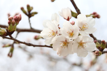 ソメイヨシノの桜の花