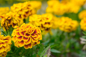 Marigold flowers in the garden on summer , yellow flowers ,beautiful flowers on summer in the nice day herb flowers
