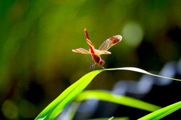 赤とんぼ