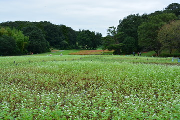 埼玉県滑川町の森林公園