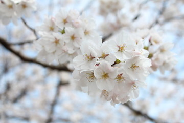 Naklejka premium ソメイヨシノの桜の花