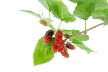 Mulberry fruit on tree isolated on white background