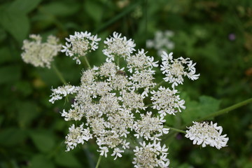 Flor de sauco y abeja
