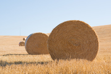 Harvestimg in Tuscany, Italy. Stacks of hay on summer field. Hay and straw bales in the end of summer