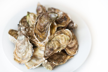 Fresh oysters. Raw fresh oysters on white round plate, image isolated, with soft focus. Restaurant delicacy. Saltwater oysters.