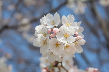 ソメイヨシノの桜の花