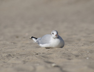 white seagull sits on the sandy shore close up